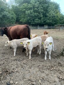 Aberdeen Angus/Charolais - 2