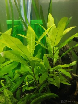 Hygrophila polysperma - 2