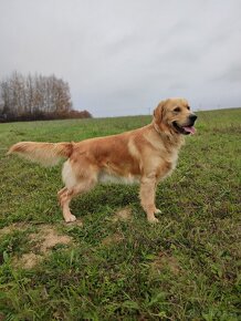 Zlatý retriever na pripustenie - 2