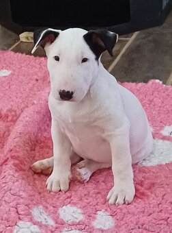 Bullterrier/Bulterier - 2