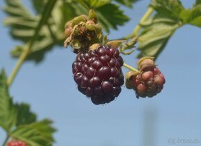 Boysenberry - fialová malinoostružina - 2