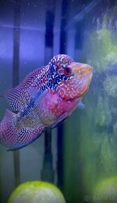 Flowerhorn odchov - 2