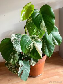 Monstera Albo Variegata 70cm aj s kvetináčom - 2