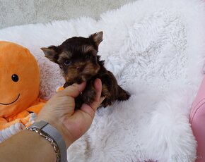 Chocolate  Yorkshire terrier - 2