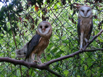 Sova pálená (Tyto alba) - 2