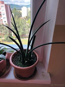 Rastlinka zelená izbová - 2