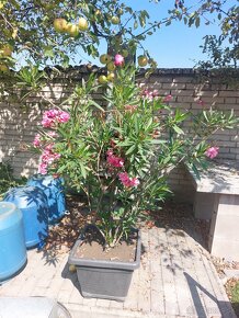 Oleander - 2