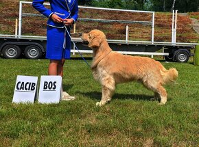 GOLDEN RETRIEVER-zlaty retrivr, zlaty retriever , american G - 2