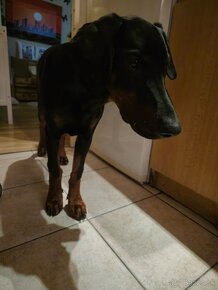 Doberman bez PP - 2