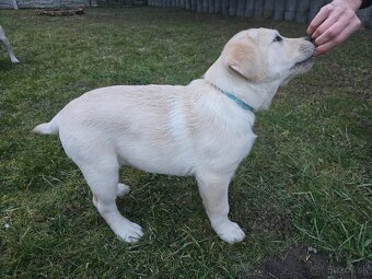 Labrador šteniatko s PP - 2