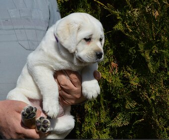 Labrador retriever šteniatko s PP - 2