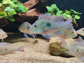 Geophagus Sveni WF - 2