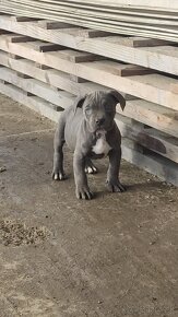 American bully - 2