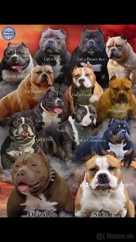 American bully pocket - 2