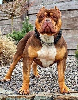 American bully xl - 2