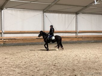 welsh pony C kobyla s PP - 2