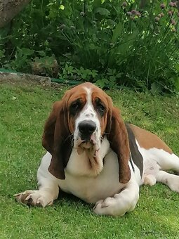 Basset baset - 2