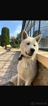 Podarujem Akita Inu - 2