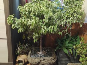 ♦♦ BONSAI -fikus ♦♦.... - 2