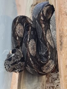 Velhad Kralovsky Boa Constrictor - 2