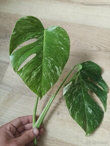 Monstera Albo Variegata - vrchol - 2