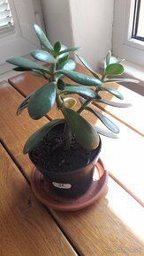 Crassula Ovata - tučnolist, Strom peňazí - 4 Eur (č. 11) - 2