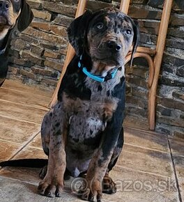 Louisiana Leopard,  Catahoula - 2