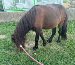 Shetland pony mini horse - 2