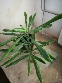 Dracena. - 2