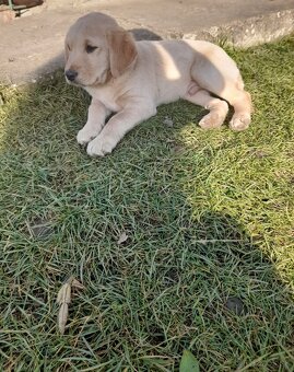 Labrador krizeny zo zlatym retriverom - 2