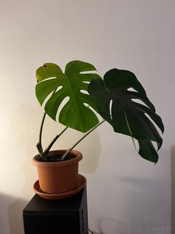 monstera - 2