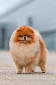 Pomeranian s průkazem původu - pouze fenečky - 2