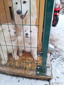 Samojed - 2