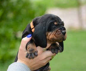 Black and Tan Coonhound - 2