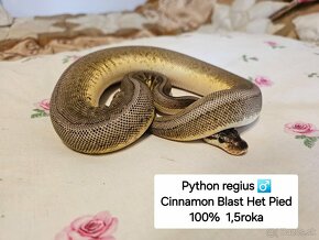 Python Regius, Boa Constrictor - 2