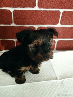 Yorkshire terrier, yorkshirsky terier, york - 2