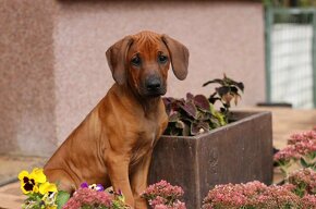 CHS Malumiwanga Rhodesian Ridgeback - 2