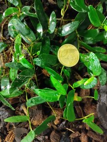 Ficus punculata - Borneo - 2