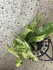 Epipremnum Marble QUEEN - 2