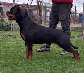 Steniatka rottweilera,rotvajlera,rtw,rotty s PP - 2