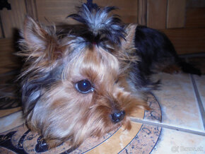 YORKSHIRE TERRIER MINI - 2