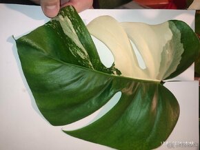 Monstera Albo - odrezky aj zakorenené...od 10€ - 2