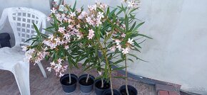 mladý oleander na kmeni, výška vrátane črepníka 100cm - 2