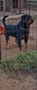 Rottweiler 15-hónapos kan. - 2