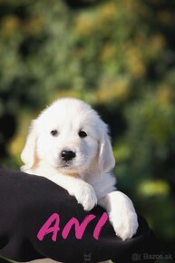 Zlatý Retriever/Golden retriever S PP - 2