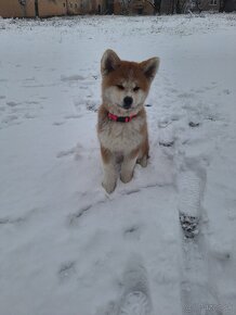 Akita inu - 2