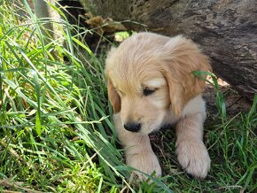 Zlaty retriever - 2