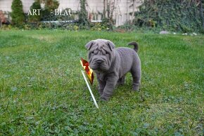 šarpej sharpei - 2