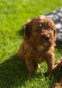 Cavapoo - 2