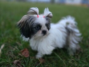 Mini Shi-tzu - 2